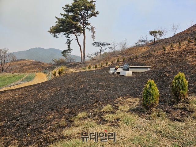 ▲ 홍성군 서부면 송촌리 마을 뒷산의 묫자리가 산불에 의해 잔디가 모두 불에 탔다.ⓒ김정원 기자