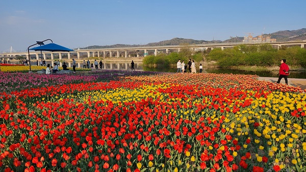 ▲ 대전시가 전민동 갑천 둔치 일원에 시민들을 위해 심은 ‘계절별 꽃단지’에 50만 송이의 튤립이 만개했다.ⓒ대전시