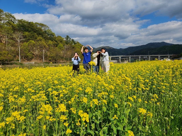 ▲ 화양읍 청도천변에는 봄기운을 가득 실은 노란 유채꽃이 만개해 지역주민과 관광객 눈길을 사로 잡고 있다.ⓒ청도군