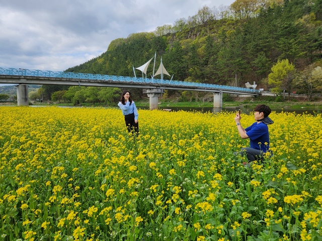 ▲ 이번에 조성된 800평 정도 유채꽃밭은 청도천변 파랑새다리 밑 둔치에 위치해 있다.ⓒ청도군