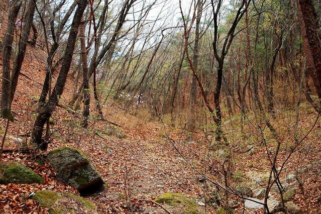 ▲ 낙엽이 수북하게 쌓인 계곡으로 하산하다.ⓒ진경수 山 애호가