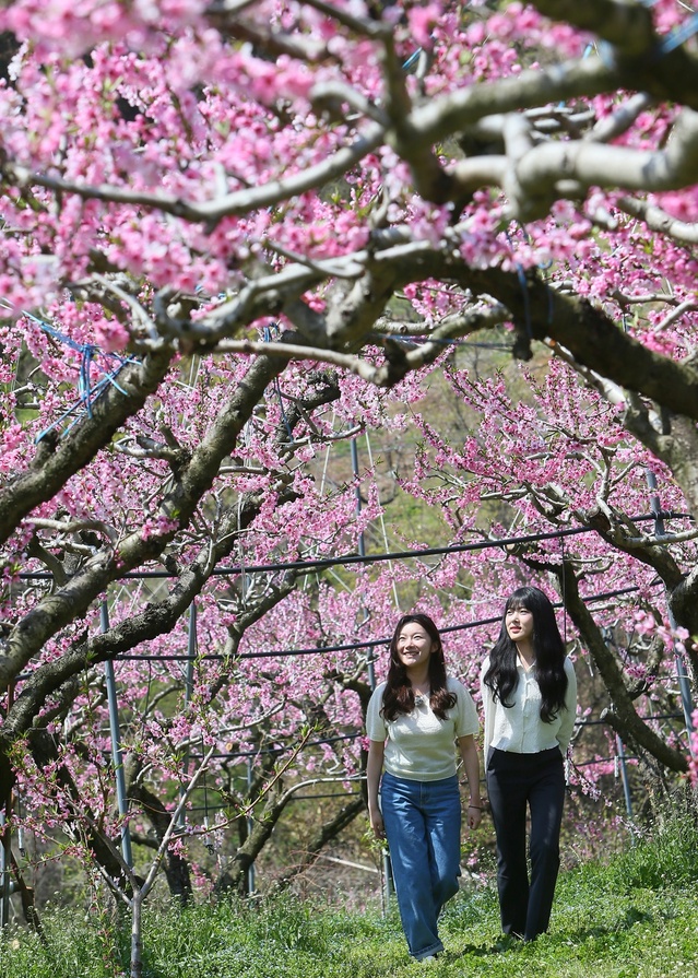 ▲ 봄의 절정을 알리는 복사꽃이 청도의 산천을 핑크빛으로 물들이고 있다.ⓒ청도군