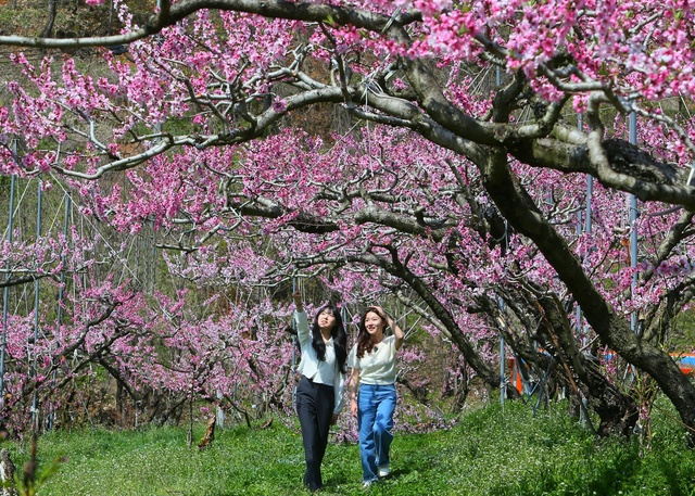 ▲ 청도군(군수 김하수) 청도읍 한 농장에 복사꽃이 만개해 지역민 발길이 이어지고 있다.ⓒ청도군