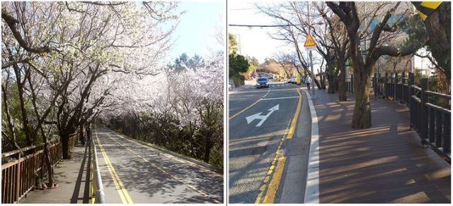 ▲ 타 지자체 데크길 수목 보존 사례.ⓒ청주시