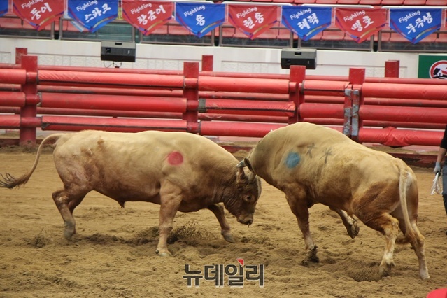 ▲ ‘우직한 황소들의 불꽃튀는 명승부’ 청도소싸움 축제가 14일 개막해 16일까지 청도소싸움경기장에서 뜨거운 열기속에 열리고 있다.ⓒ뉴데일리