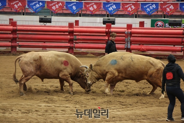 ▲ 축제는 ‘마음껏 펼쳐라! 뜨겁게 환호하라! 승리를 노래하라!’라는 슬로건으로 전국 유일의 소싸움 전용 돔 경기장에서 펼쳐진다.ⓒ뉴데일리