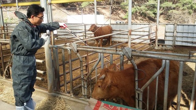 ▲ 청송군(군수 윤경희)은 가축 구제역 예방 및 차단방역을 위해 4월 3일부터 5월 12일까지 예방백신 접종에 나선다.ⓒ청송군