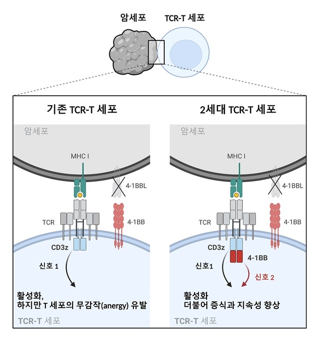▲ KAIST 생명과학과 김찬혁 교수 연구팀이 개발한 2세대 T세포 수용체 T 세포 치료제 모식도.ⓒKAIST