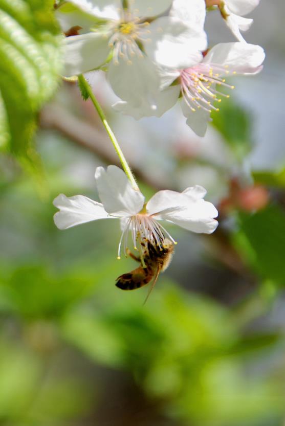 ▲ 앵두나무 꽃에 꿀을 찾아 부지런히 일하는 벌.ⓒ진경수 山 애호가
