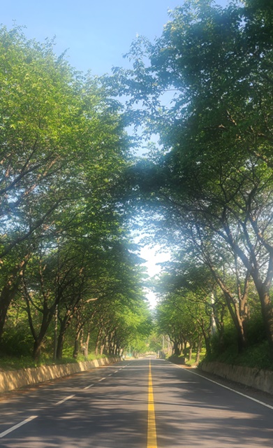 ▲ 성주군(군수 이병환)은 지방도 905호선 성주 ~ 용암 구간 왕벚나무 전정사업을 추진한다.ⓒ성주군