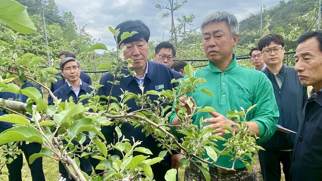 ▲ 경북농협(본부장 윤성은) 3일 의성군 사곡면 사과 냉해 피해 농가를 찾아  피해 지원을 위한 현장 점검을 실시했다.ⓒ경북농협
