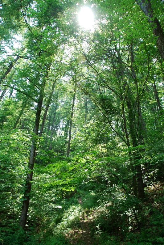 ▲ 산비탈을 오르면서 오월의 신록을 만끽한다.ⓒ진경수 山 애호가