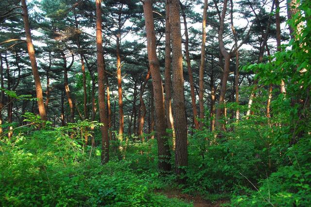 ▲ 저녁햇살이 비추는 소나무 숲길.ⓒ진경수 山 애호가