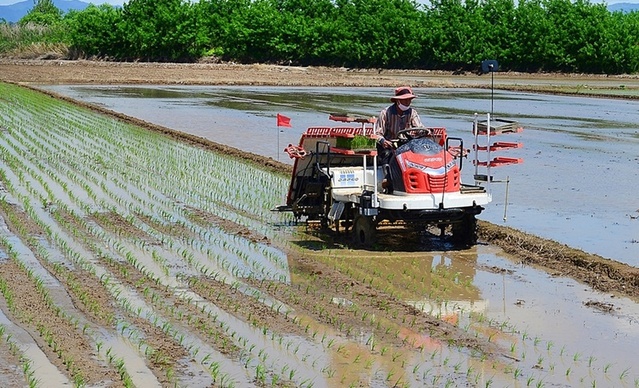 ▲ 충북농업기술원이 적기 모내기를 당부했다.ⓒ충북도
