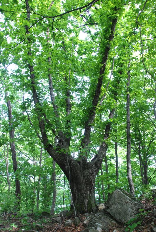 ▲ 수령이 오래된 참나무의 초록 잎사귀.ⓒ진경수 山 애호가