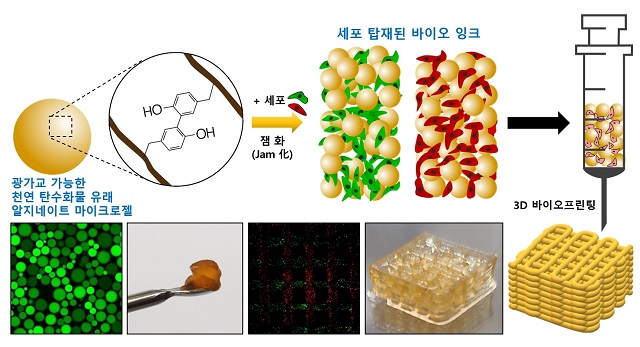 ▲ 광가교 가능한 천년 탄수화물 알지네이트 기반 3D 바이오프린팅.ⓒ포스텍