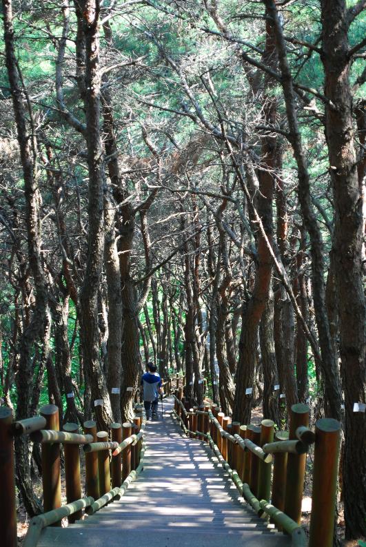 ▲ 331봉에서 소나무 숲 사이로 설치된 데크 계단.ⓒ진경수 山 애호가