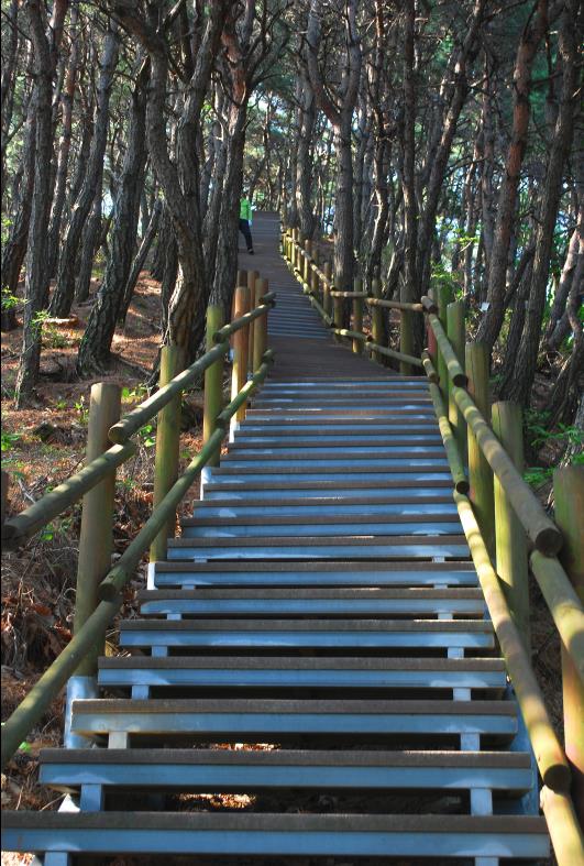 ▲ 331봉을 오르는 소나무 숲길의 계단 구간.ⓒ진경수 山 애호가