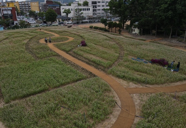 ▲ 이달 말 절정을 이룰 것으로 예상되는 청주시 도심꽃정원.ⓒ청주시