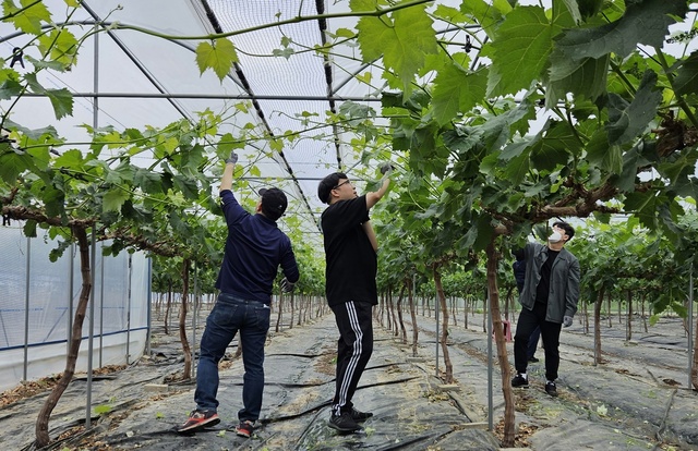 ▲ 김천시 사회복지과(과장 임재춘)와 복지기획과(과장 이우문)는 지난 18일  봉산면 태화리 소재 포도 재배 농가를 찾아 농촌일손 돕기 활동을 전개했다.ⓒ김천시