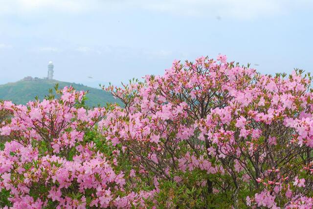 ▲ 소백산 연화봉의 만개한 철쭉 뒤로 보이는 강우레이더관측소.ⓒ진경수 山 애호가