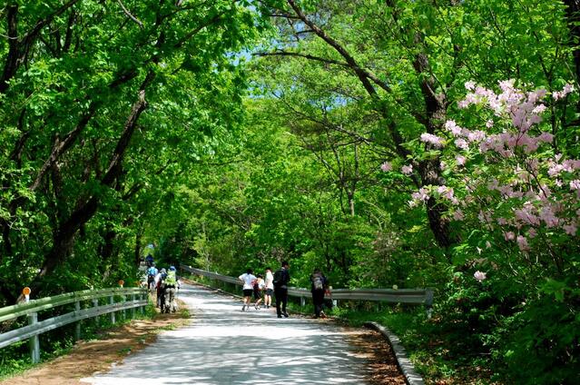 ▲ 연분홍의 소백산 자생 철쭉이 피어있는 오르막길.ⓒ진경수 山 애호가