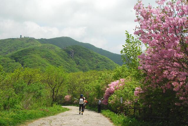 ▲ 제2연화봉에서 연화봉으로 가는 탐방로에 활짝 핀 연분홍 철쭉.ⓒ진경수 山 애호가