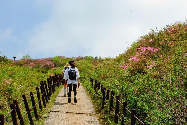 ▲ 춤추듯 이어지는 연화봉의 연분홍 물결.ⓒ진경수 山 애호가