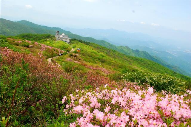 ▲ 호사스런 잔치 자리에 왕림한 기분을 내게 하는 연화봉 철쭉.ⓒ진경수 山 애호가