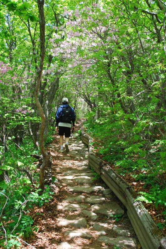 ▲ 연화봉에서 제1연화봉으로 가는 숲길.ⓒ진경수 山 애호가