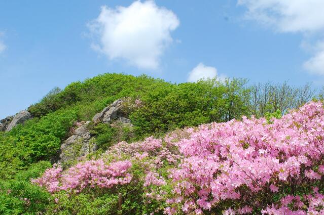 ▲ 연화봉-제1연화봉 사이의 철쭉 군락지.ⓒ진경수 山 애호가