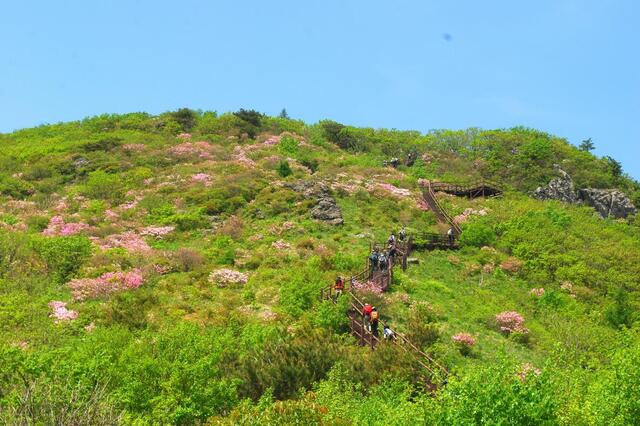 ▲ 소백산 자생 철쭉 복원사업으로 회복되고 있는 제1연화봉의 철쭉.ⓒ진경수 山 애호가