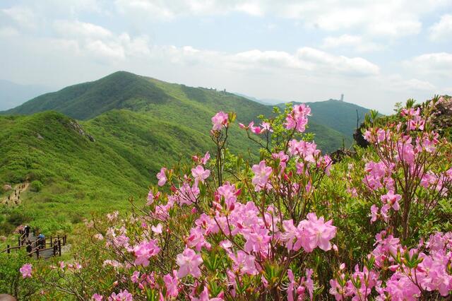 ▲ 제1연화봉에서 계단을 내려오면서 바라본 연화봉 산등성.ⓒ진경수 山 애호가