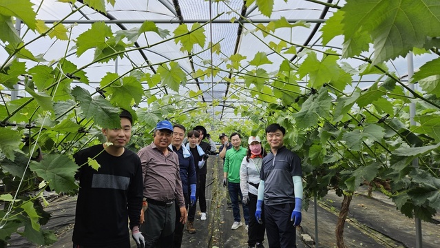 ▲ 김천시 일자리경제과 직원 10여 명은 이날 이른 아침 현장에 도착해 순 따기 작업요령과 안전교육을 실시한 후 농촌 일손 돕기를 진행했다.ⓒ김천시