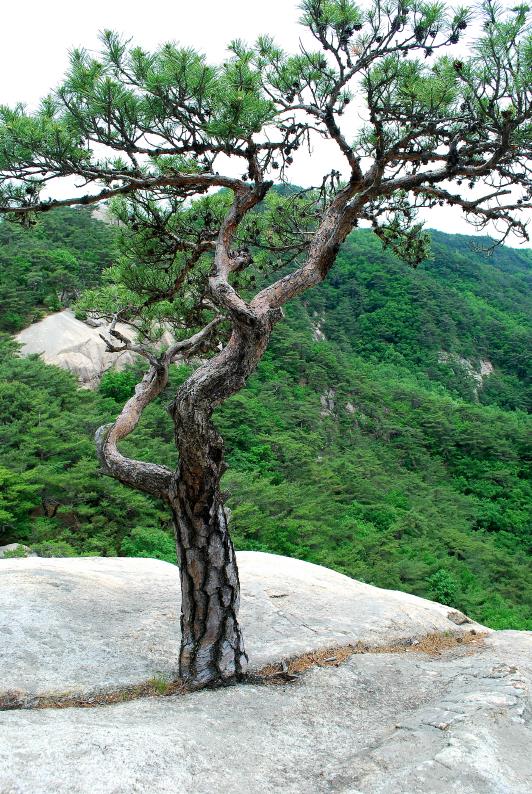 ▲ 544봉 슬랩 바위 틈새에 자라고 있는 명품송.ⓒ진경수 山 애호가