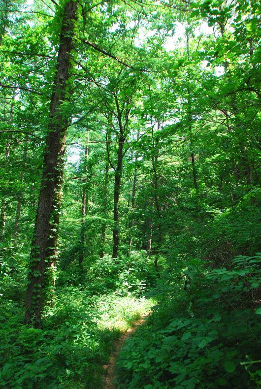 ▲ 신록이 우거진 등산로.ⓒ진경수 山 애호가
