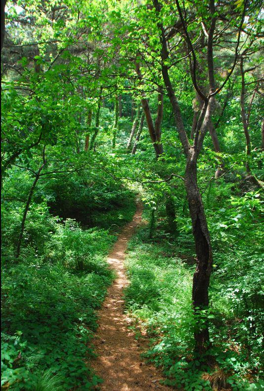▲ 능선 세거리에서 가섭산으로 가는 등산로.ⓒ진경수 山 애호가