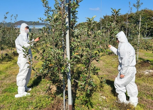 ▲ 충북 괴산군이 과수화상병 예찰활동을 벌이고 있다.ⓒ괴산군