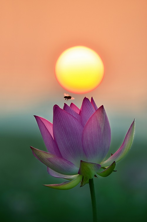 ▲ 법수홍련.ⓒ함안군청