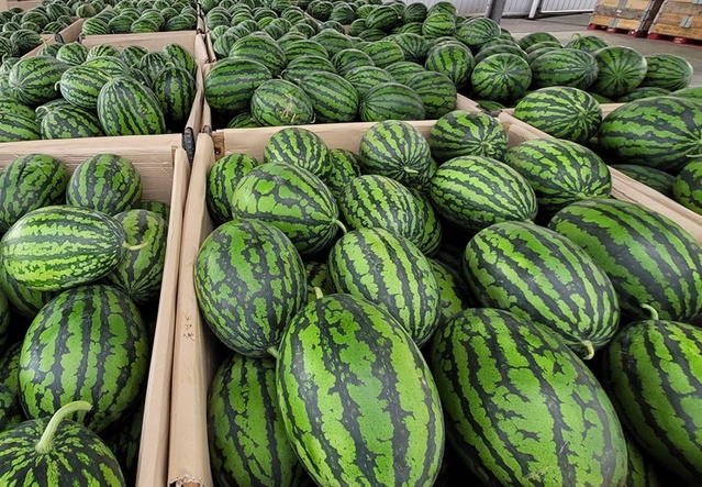 ▲ 청주시 오송바이오작목회가 생산한 ‘맛찬동이’ 청원생명수박.ⓒ충북도의회