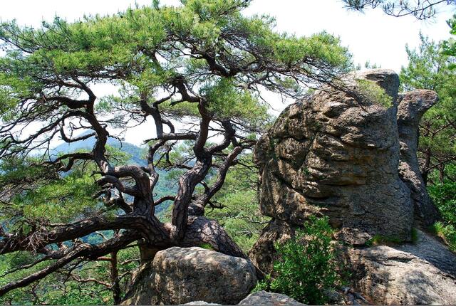 ▲ 형제 바위와 그 옆을 지키는 명품송.ⓒ진경수 山 애호가