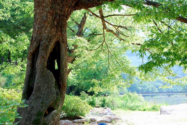 ▲ 운영담을 지키고 있는 수령이 오래된 느티나무.ⓒ진경수 山 애호가