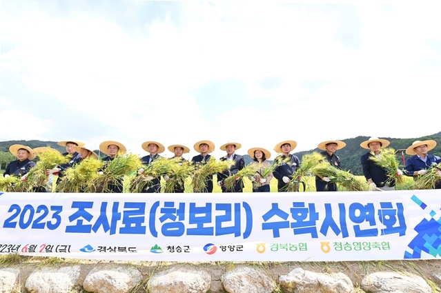 ▲ 경북농협(본부장 윤성훈)은 2일 청송군 파천면 산소카페 청송정원에서 ‘2023년 동계조사료 청보리 수확시연회’를 열었다.ⓒ경북농협