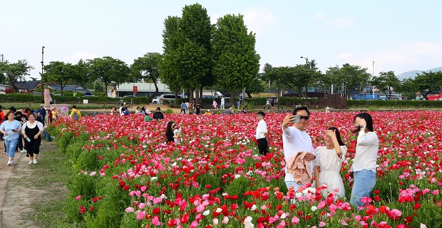 ▲ 동부사적지 일원 양귀비와 금영화 만개해 꽃향기로 관광객들을 유혹하고 있다.ⓒ경주시