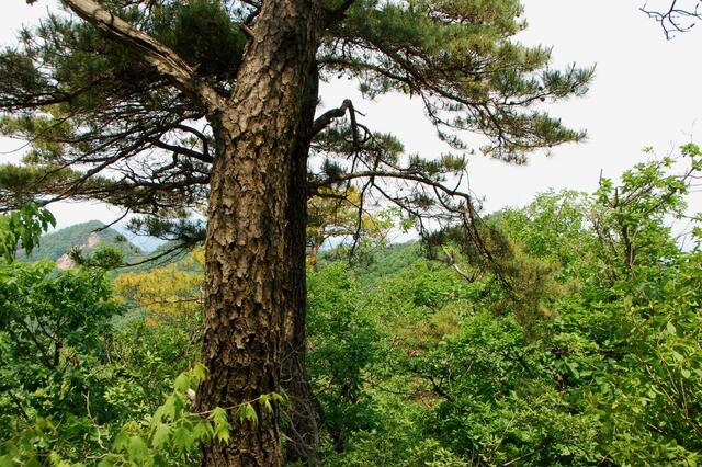 ▲ 하행 시 소나무 뒤로 보이는 보련산 부봉들.ⓒ진경수 山 애호가