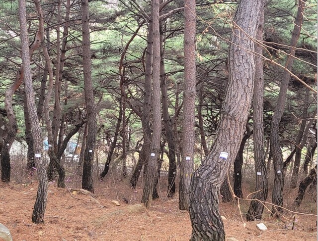 ▲ 성주군은 소나무재선충병 확산 방지를 위해 올해 봄철 소나무재선충병 방제사업을 2월부터~4월 중순까지 성주읍, 월항면, 수륜면, 용암면 및 선남면 일부 지역에 시행했다.ⓒ성주군