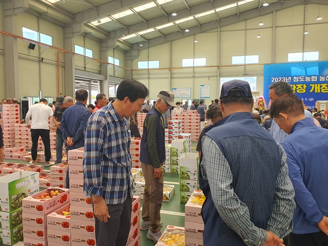▲ 청도군(군수 김하수)은 지난 9일 관내 공판장 3곳(청도농협 공판장, 새청도농협 공판장, 칠성농산 공판장)이 일제히 개장했다고 밝혔다.ⓒ청도군