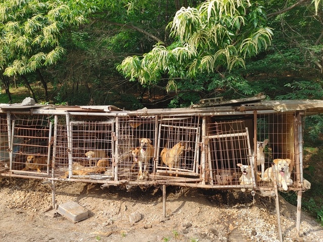 ▲ 충남 천안시가 불법으로 개 도살장을 운영해 온업주를 경찰에 고발하고 현장에서 발견된 개 68마리와 염소 41마리의 피학대동물을 긴급 분리시켰다. 사진은 우리에 갇히 개들.ⓒ천안시