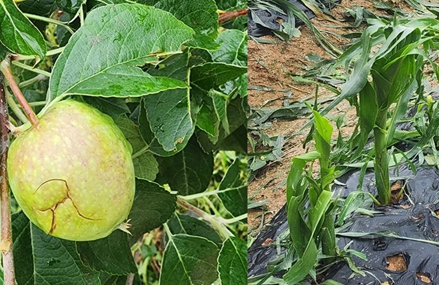 ▲ 우박으로 피해를 입은 사과와 옥수수.ⓒ충북도