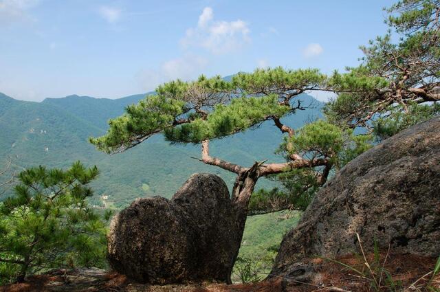 ▲ 소나무와 환상의 콤비를 이룬 하트 바위.ⓒ진경수 山 애호가